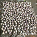 China normal white garlic factory price, natural fresh garlic export by sea